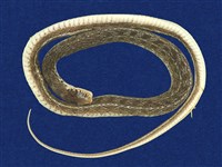 藏品(花浪蛇)的圖片